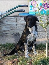 GULLIVER, Hund, Mischlingshund in Rumänien - Bild 16