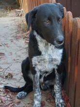 GULLIVER, Hund, Mischlingshund in Rumänien - Bild 17