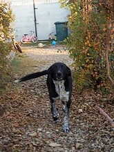 GULLIVER, Hund, Mischlingshund in Rumänien - Bild 18