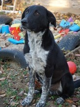 GULLIVER, Hund, Mischlingshund in Rumänien - Bild 19