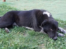 GULLIVER, Hund, Mischlingshund in Rumänien - Bild 2