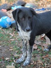 GULLIVER, Hund, Mischlingshund in Rumänien - Bild 20
