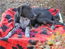 GULLIVER, Hund, Mischlingshund in Rumänien - Bild 21