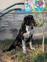 GULLIVER, Hund, Mischlingshund in Rumänien - Bild 23