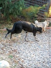GULLIVER, Hund, Mischlingshund in Rumänien - Bild 24