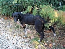 GULLIVER, Hund, Mischlingshund in Rumänien - Bild 25