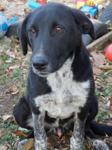 GULLIVER, Hund, Mischlingshund in Rumänien - Bild 26