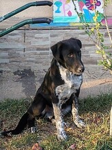 GULLIVER, Hund, Mischlingshund in Rumänien - Bild 27