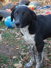 GULLIVER, Hund, Mischlingshund in Rumänien - Bild 28