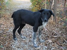 GULLIVER, Hund, Mischlingshund in Rumänien - Bild 29