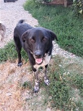 GULLIVER, Hund, Mischlingshund in Rumänien - Bild 3