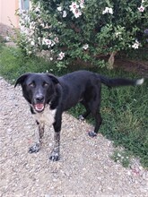 GULLIVER, Hund, Mischlingshund in Rumänien - Bild 4
