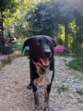 GULLIVER, Hund, Mischlingshund in Rumänien - Bild 5