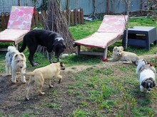 GULLIVER, Hund, Mischlingshund in Rumänien - Bild 7
