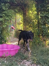 GULLIVER, Hund, Mischlingshund in Rumänien - Bild 8