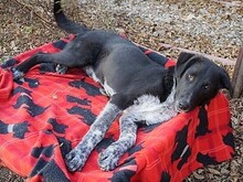 GULLIVER, Hund, Mischlingshund in Rumänien - Bild 9