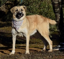 NEREA, Hund, Herdenschutzhund in Spanien - Bild 2