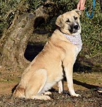 NEREA, Hund, Herdenschutzhund in Spanien - Bild 3