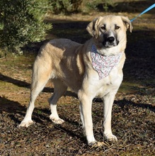 NEREA, Hund, Herdenschutzhund in Spanien - Bild 5