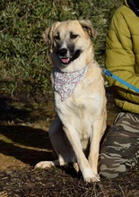 NEREA, Hund, Herdenschutzhund in Spanien - Bild 6
