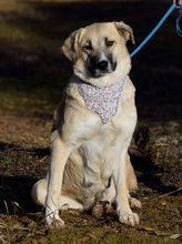 NEREA, Hund, Herdenschutzhund in Spanien - Bild 7
