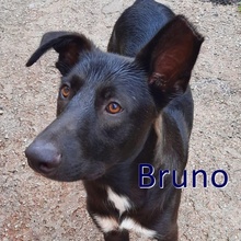 BRUNO, Hund, Mischlingshund in Visselhövede - Bild 1