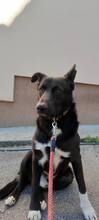 BRUNO, Hund, Mischlingshund in Visselhövede - Bild 5