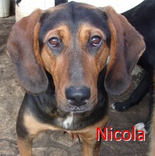 NICOLA, Hund, Mischlingshund in Bulgarien - Bild 1