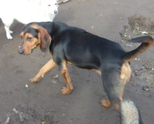 NICOLA, Hund, Mischlingshund in Bulgarien - Bild 2