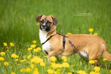 KEKS, Hund, Mischlingshund in Mönchengladbach
