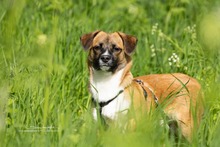 KEKS, Hund, Mischlingshund in Niemegk - Bild 10