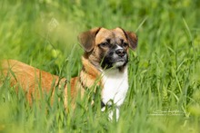 KEKS, Hund, Mischlingshund in Niemegk - Bild 11