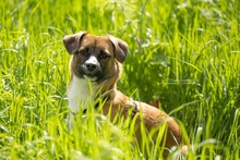 KEKS, Hund, Mischlingshund in Niemegk - Bild 12