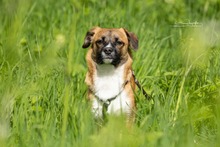 KEKS, Hund, Mischlingshund in Niemegk - Bild 13