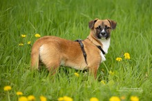 KEKS, Hund, Mischlingshund in Niemegk - Bild 15