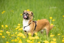 KEKS, Hund, Mischlingshund in Niemegk - Bild 16