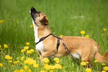 KEKS, Hund, Mischlingshund in Niemegk - Bild 17