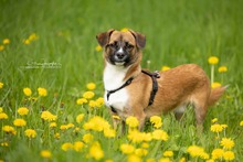 KEKS, Hund, Mischlingshund in Niemegk - Bild 19