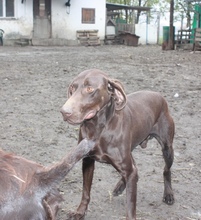 CSOKI, Hund, Deutsch Kurzhaar in Ungarn - Bild 4