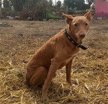 SAMU, Hund, Podenco in Spanien - Bild 3