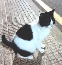 BELLA, Katze, Europäisch Kurzhaar in Spanien