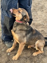 FIRKA, Hund, Mischlingshund in Ungarn - Bild 2