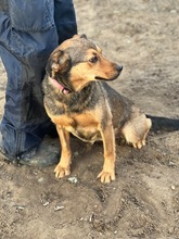 FIRKA, Hund, Mischlingshund in Ungarn - Bild 9