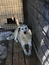 FABIA, Hund, Mischlingshund in Rumänien