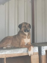 BRUNO, Hund, Mischlingshund in Rumänien - Bild 1