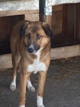 BRUNO, Hund, Mischlingshund in Rumänien - Bild 4