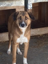 BRUNO, Hund, Mischlingshund in Rumänien - Bild 5