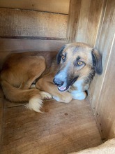 BRUNO, Hund, Mischlingshund in Rumänien - Bild 7