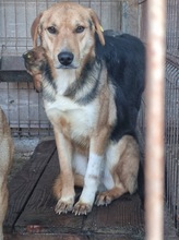 TOM, Hund, Mischlingshund in Rumänien