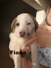FIONA, Hund, Mischlingshund in Griechenland - Bild 2